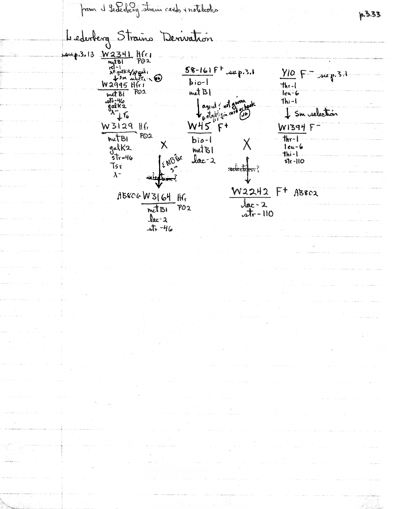 W42 W2341lineage p3.33